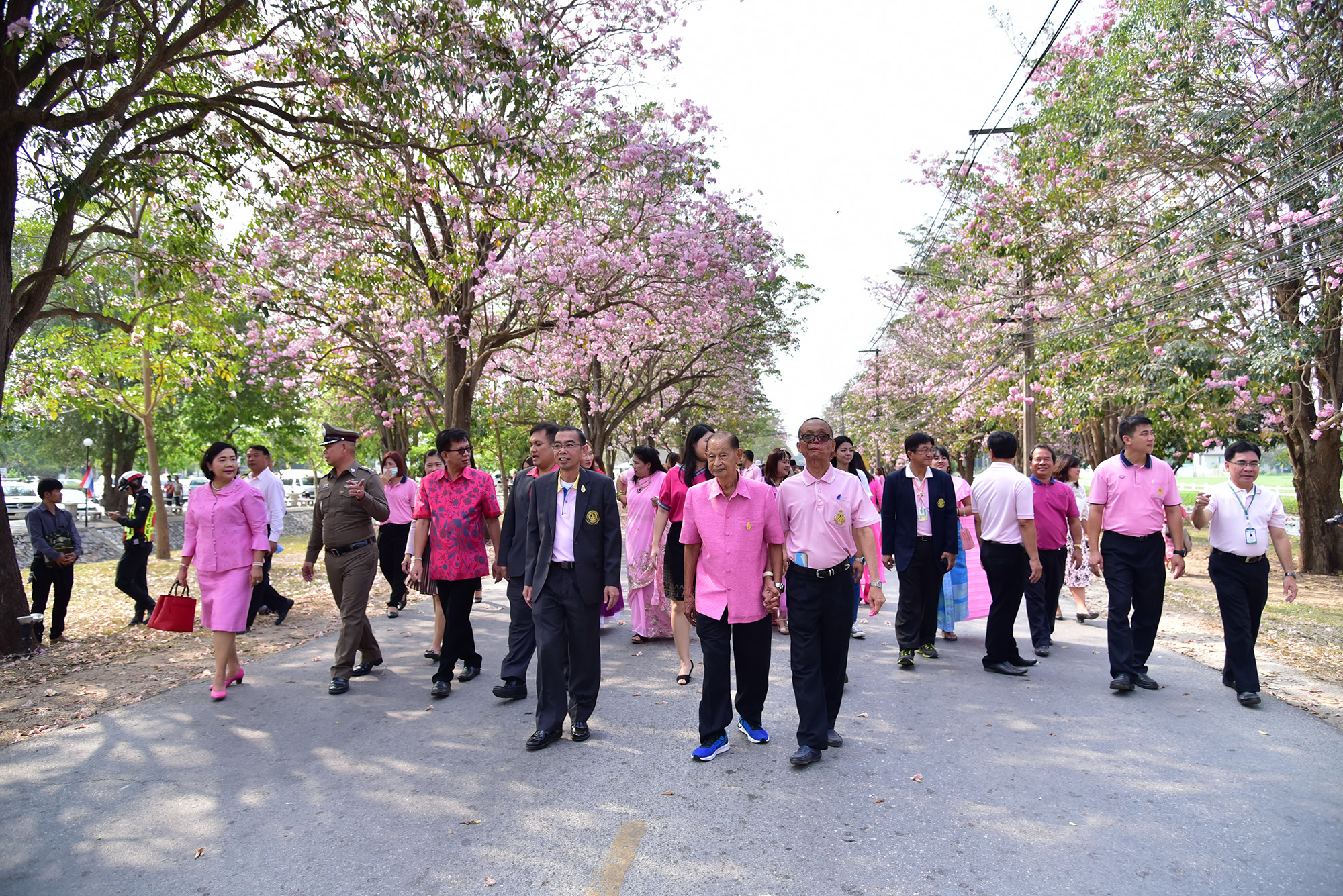 เทศกาลชมพูพันธุ์ทิพย์บานสะพรั่งที่มหาวิทยาลัยเกษตรศาสตร์