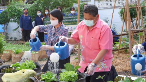 อธิบดีพช.เดินหน้าต่อรอบ 2 (ต่อเนื่อง) ชวนชาวไทยปลูกกระชาย-ฟ้าทลายโจร ขยายผลการดำเนินงานโครงการปลูกผักสวนครัว ด้วยพืชสมุนไพรไทย เพื่อป้องกันโรคติดเชื้อ แก่พี่น้องประชาชนทั่วประเทศ